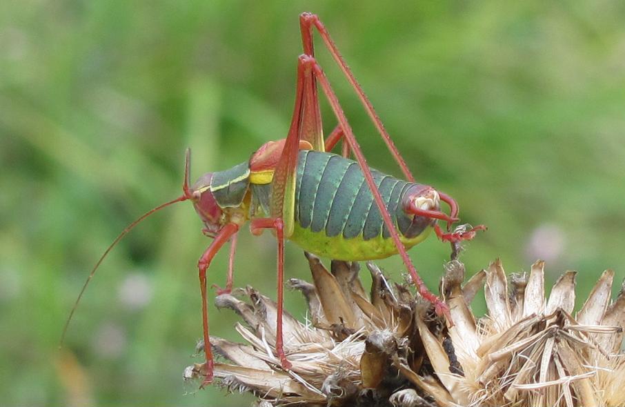 Barbitistes alpinus e Barbitistes cfr. serricauda (Phaneropteridae)